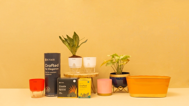 塑料花盆盆栽植物图片