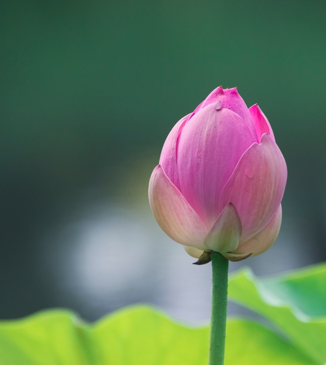 夏日含苞待放的莲花花苞图片
