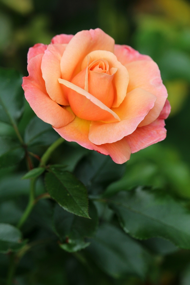 香味月季玫瑰花图片