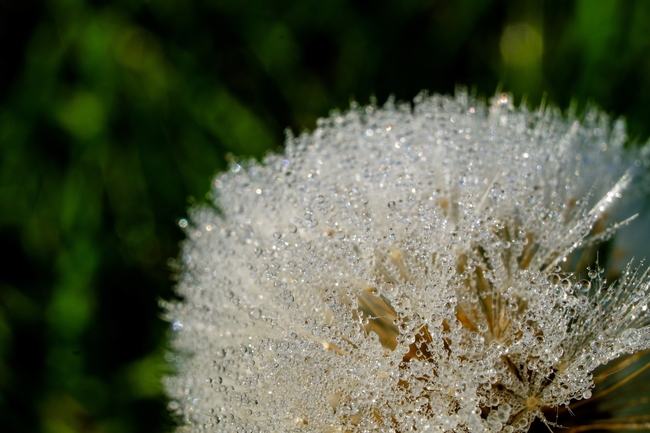 大自然蒲公英壁纸图片