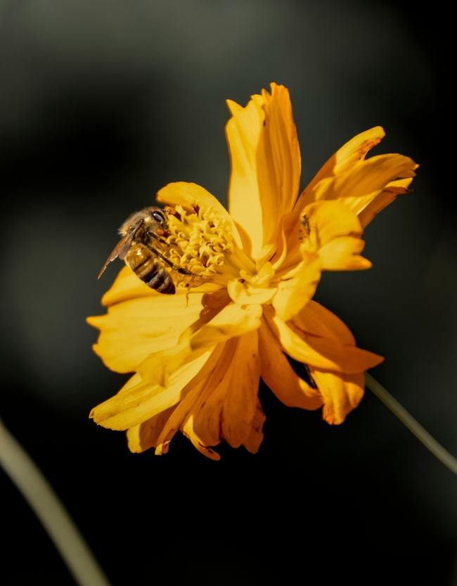 黄色野菊花蜜蜂采蜜摄影图片