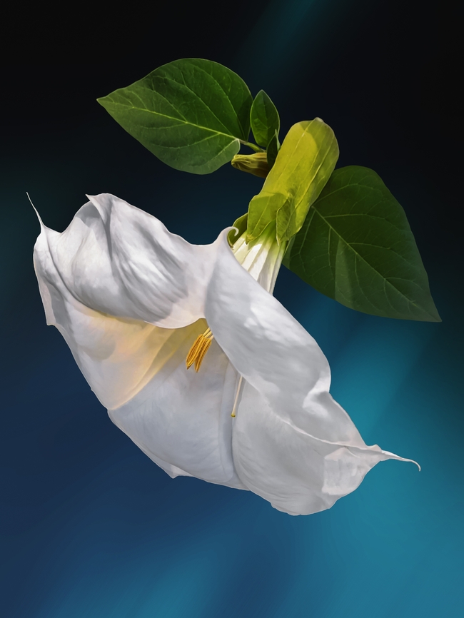 白色曼陀罗花图片