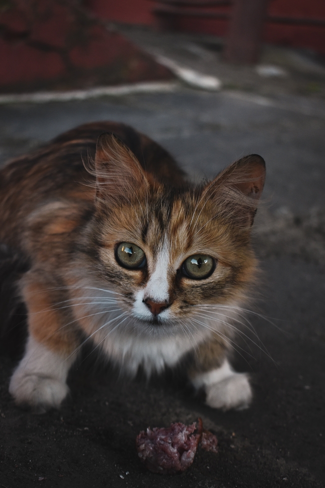 街头可爱狸花猫图片