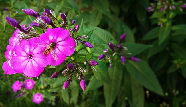 春天小清新花朵图片
