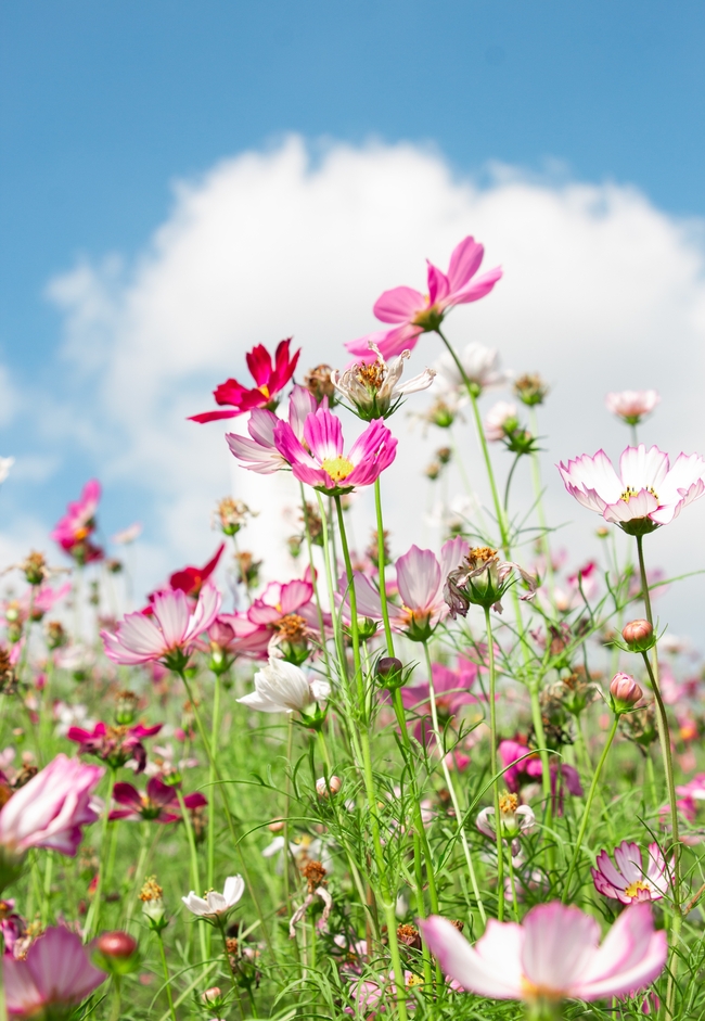 蓝天白云野生格桑花摄影图片