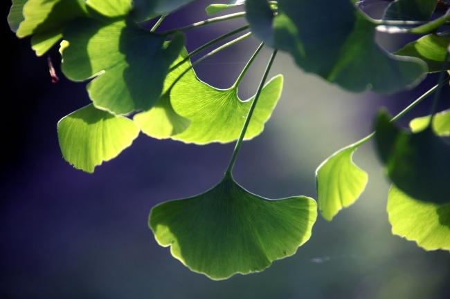 绿色银杏树叶壁纸图片