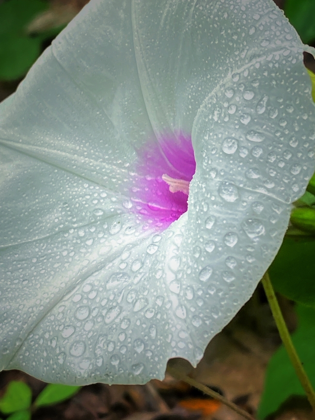 雨后白色牵牛花图片