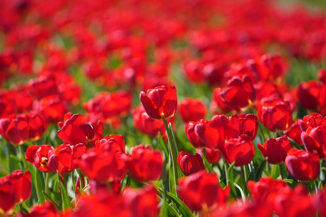 红色郁金香花海风景摄影图片