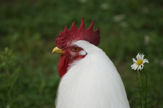 白公鸡头部特写图片