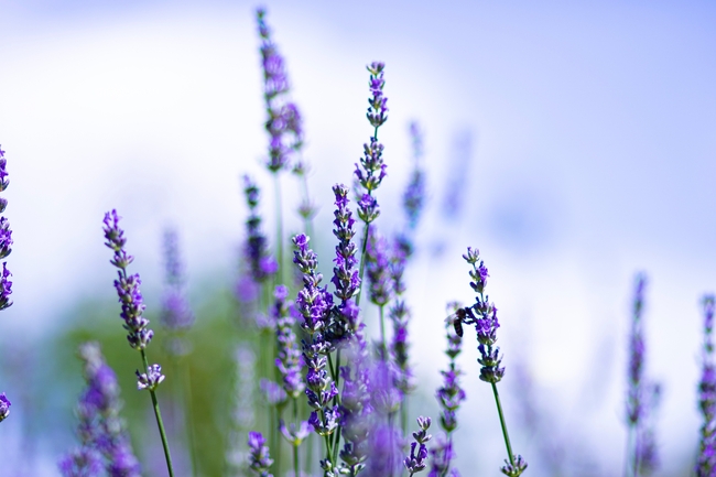 紫色薰衣草花穗摄影图片