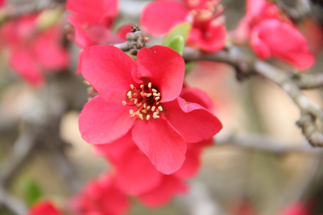 红色鲜艳花朵图片