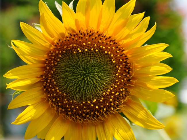 微距特写金色向日葵花瓣花盘图片