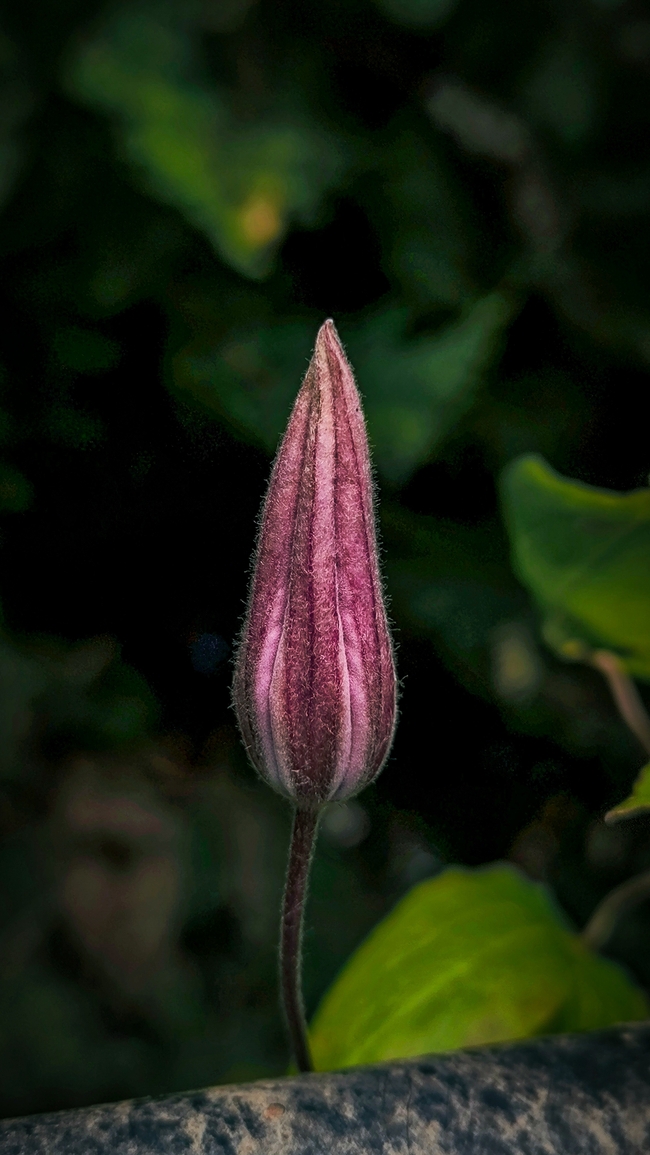 含苞待放铁线莲花摄影图片