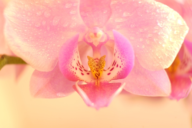 唯美特写粉色蝴蝶兰盛开图片