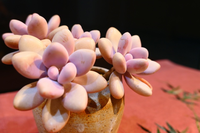 多肉植物盆栽特写图片