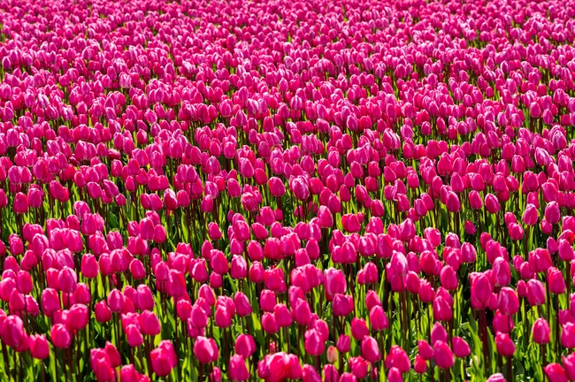 春天红色郁金香花海风景摄影图片