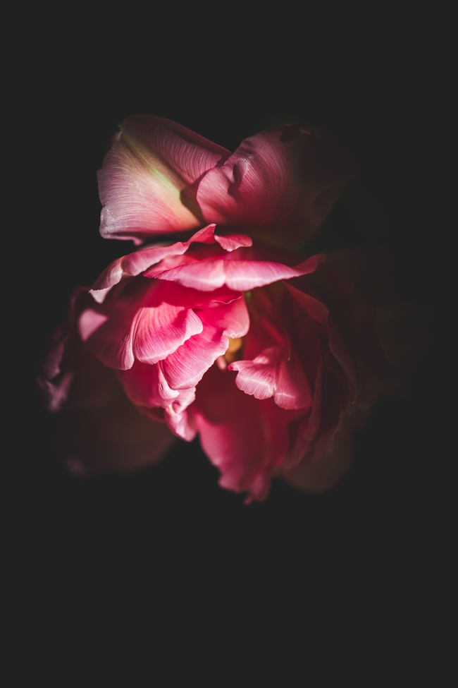 粉色郁金香黑色艺术摄影图片
