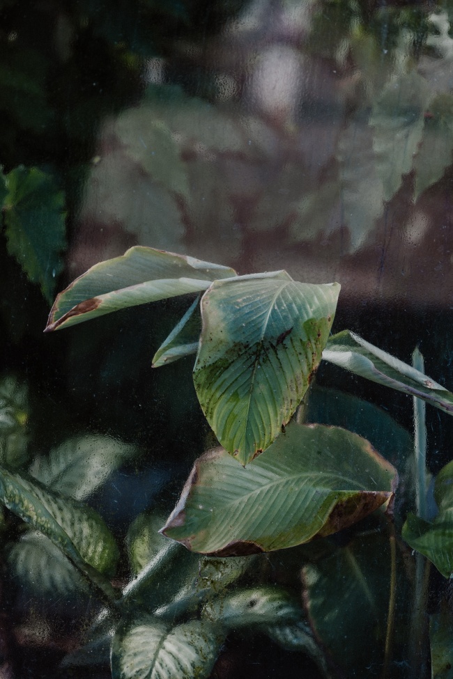 绿色长宽叶子植物图片