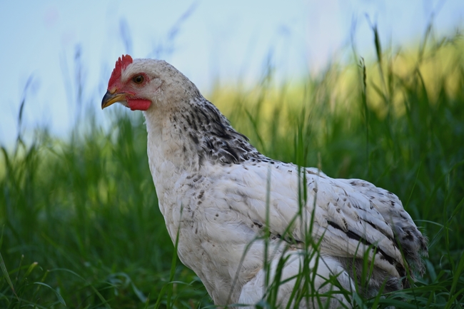 农家散养老母鸡图片