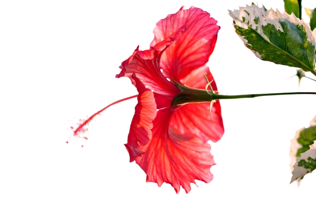红色扶桑花图片