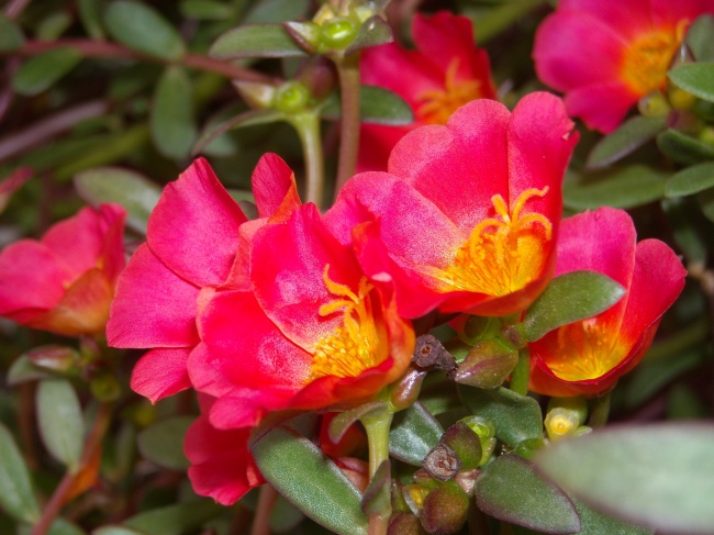 大花马齿苋图片