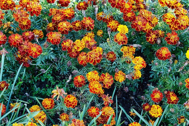 金盏菊鲜花开放图片