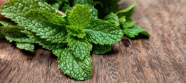 绿色草本植物薄荷叶图片