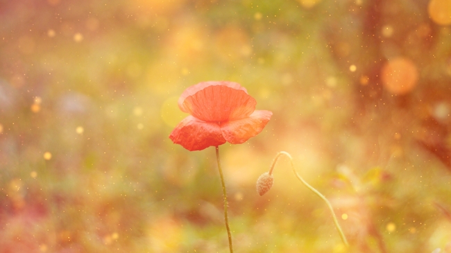 唯美梦幻罂粟花摄影图片