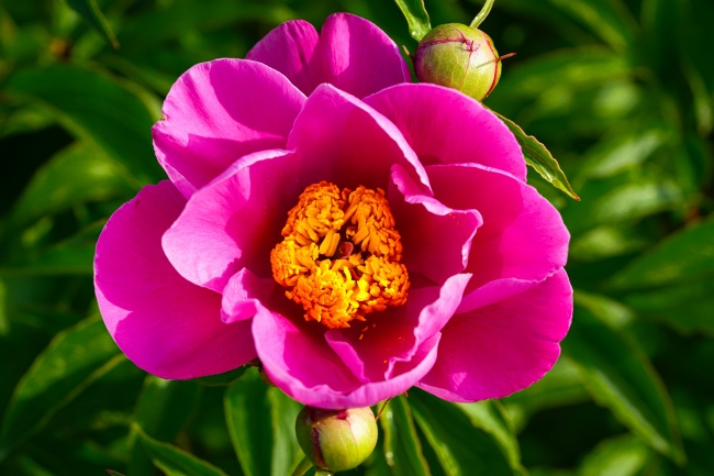茶花开花微距图片
