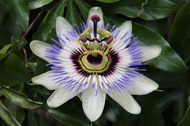 百香果花盛开微距图片