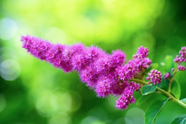 高清绣线菊图片