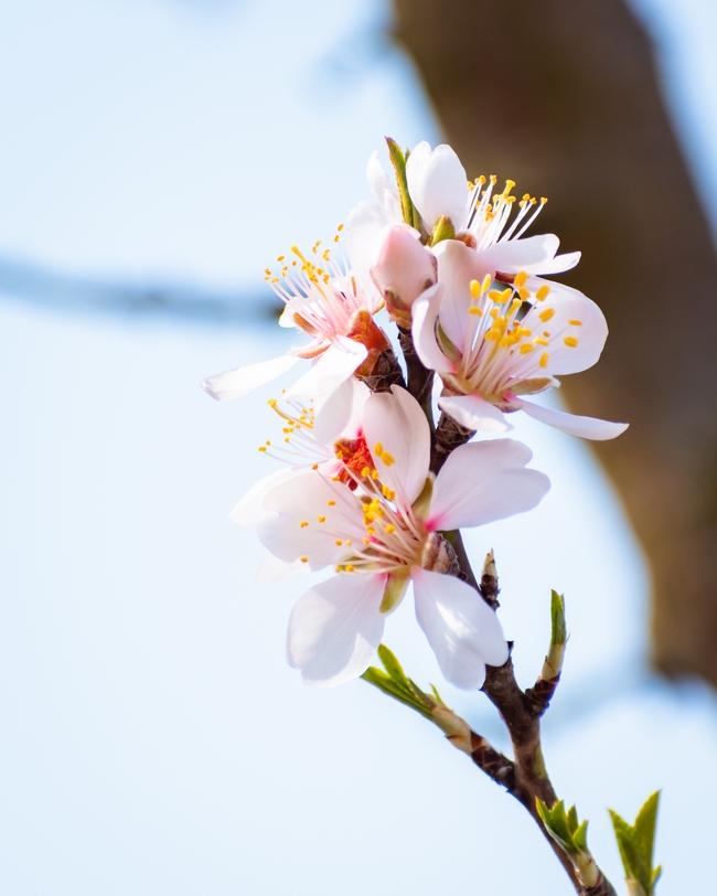 清新淡雅杏仁花图片