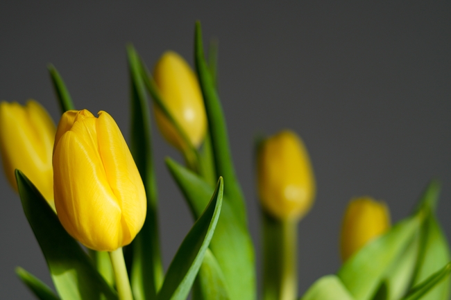 黄色含苞待放郁金香微距摄影图片