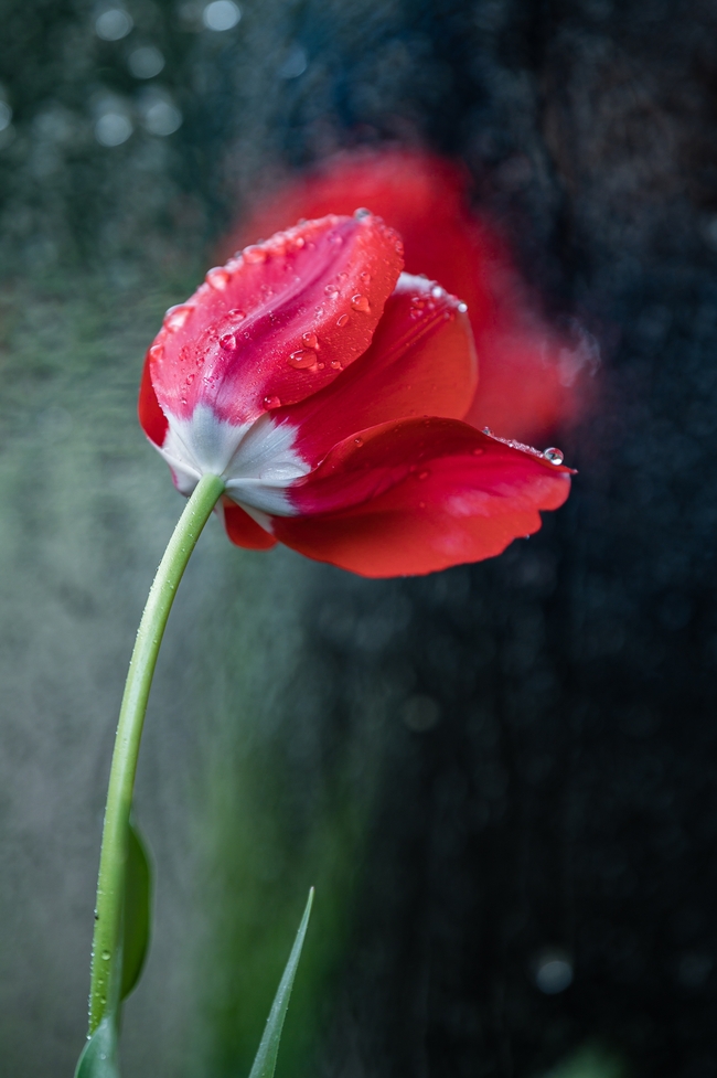 一株娇艳欲滴红色郁金香摄影图片