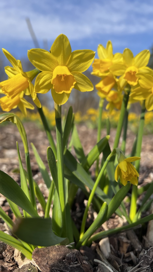 春天枝繁叶茂黄色水仙花图片