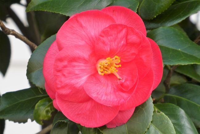 春天红色山茶花图片