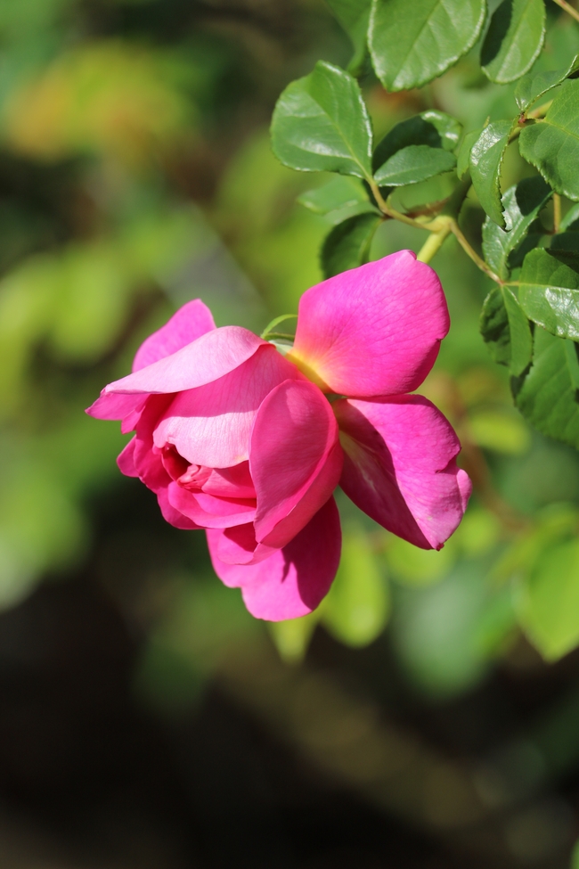 野生玫粉色月季花摄影图片