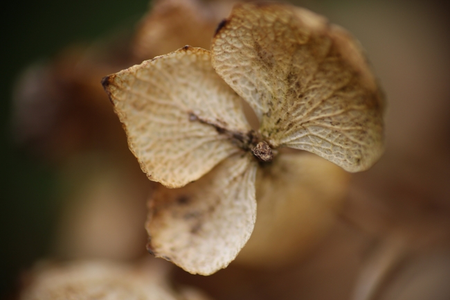 枯萎的三叶草植物图片
