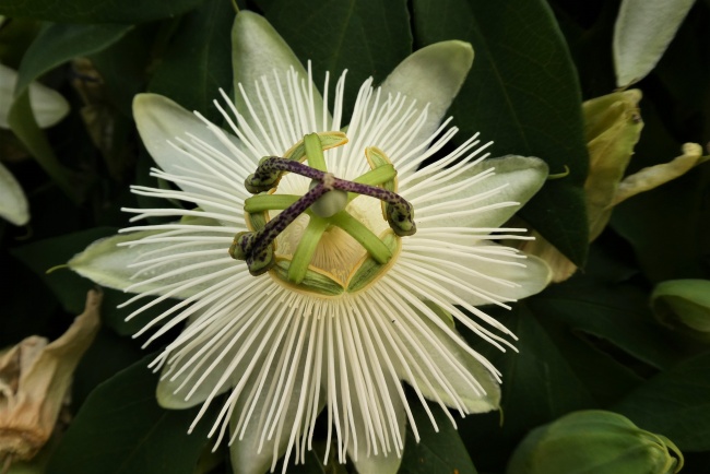 白色百香果花图片