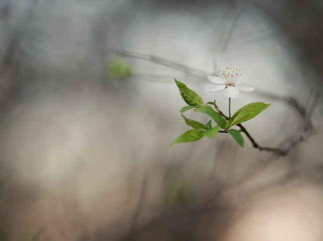 微距桃花意境摄影图片