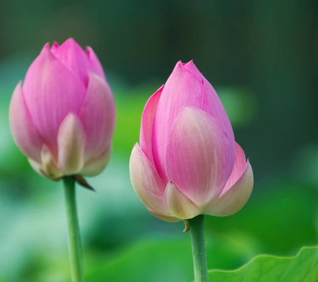 莲花池并蹄莲含苞待放摄影图片