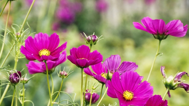 野生格桑花盛开图片