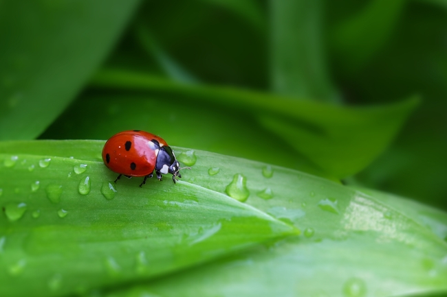 雨后绿叶上休憩的七星瓢虫图片