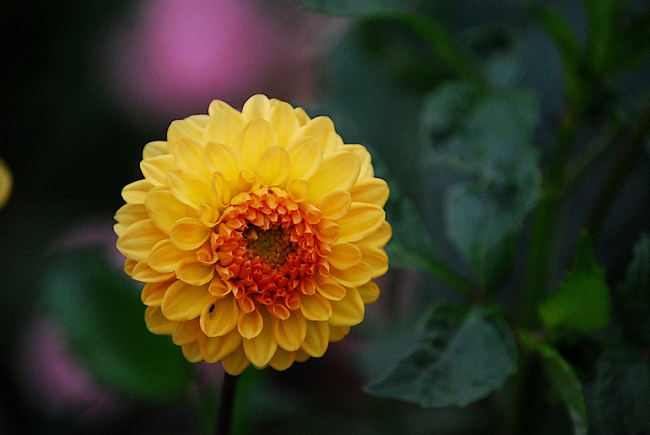 微距特写金色大丽菊摄影图片