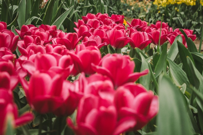大红色郁金香图片
