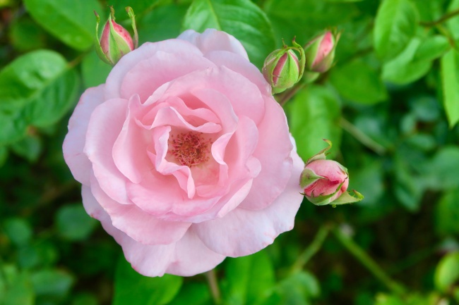 粉色娇艳玫瑰花图片