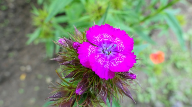 康乃馨开花图片