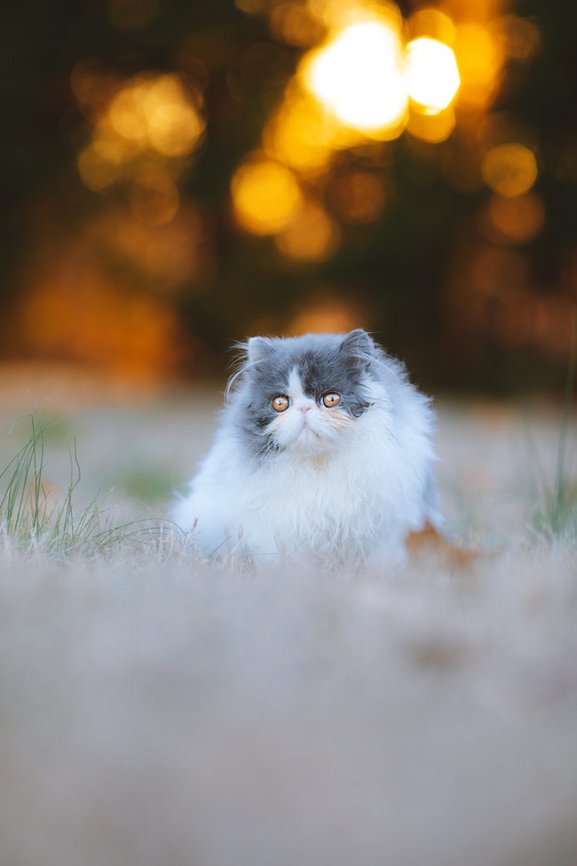 可爱萌宠波斯猫写真摄影图片