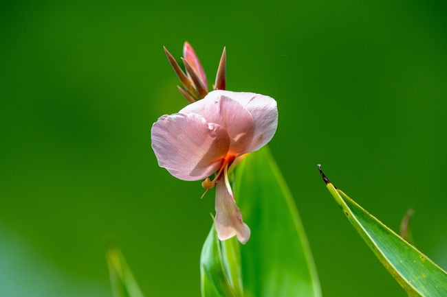 粉红色鸢尾花图片