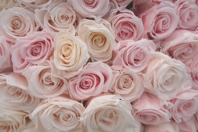 高级质感玫瑰花图片